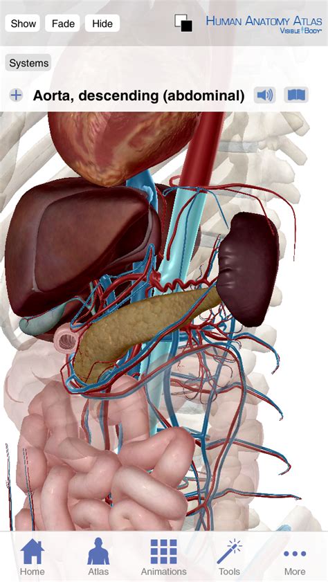 Anatomy mapper has been online since 2009, and has lead to numerous publications and international collaborations. Visible Body Human Anatomy Atlas iphone and ipad medical app review