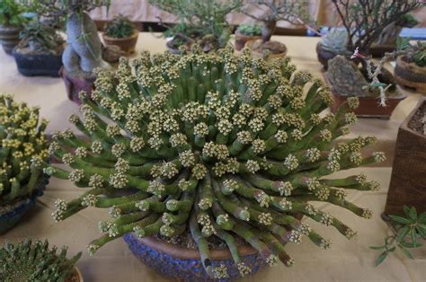 You can use any pot to plant the seeds, but it is easier to grow them in special seedling trays. Pin by Maggie Lux on Container gardening | Cactus plants ...