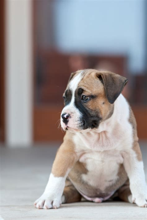 Find your breed akita akita mix alapaha blue blood bulldog alaskan klee kai alaskan malamute alaskan malamute mix american bulldog american bully american eskimo american pit bull terrier anatolian shepherd hybrid. Amstaff Puppies For Sale Near Me - Animal Friends