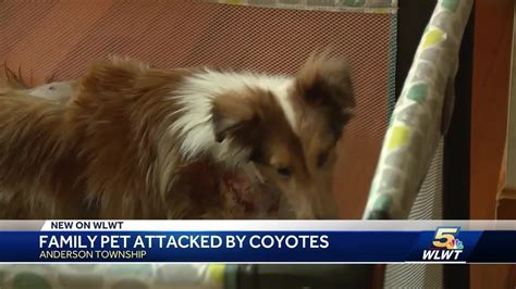 From domestic to exotic, we cater for all. Coyotes attack family pet in Anderson Township - YouTube
