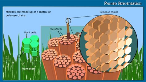 Choose the correct answers from the alternatives given. The Biology of the Goat