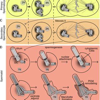 Apr 23, 2019 · during interphase, no division takes place, but the cell undergoes a period of growth and prepares itself for division. (PDF) It Takes Two (Centrioles) to Tango