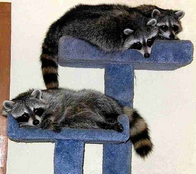 Before you even consider getting a pet raccoon, you must make sure it is legal to own on in your state. Raccoons as Pets: Good Idea or a Disaster?