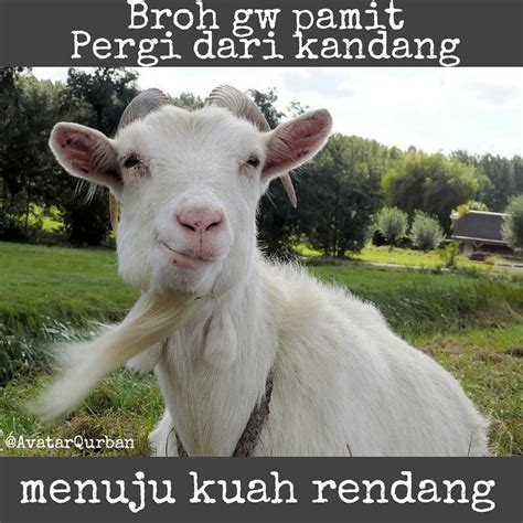 Di bawah ini ada sederet gambar meme lucu idul adha 2015 yang bisa kamu jadikan koleksi meme lucu idul adha tahun ini. Gambar Lucu Kambing Dan Sapi Kurban