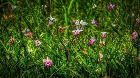 Für den besuch im botanischen garten sollte unbedingt ein ganzer tag eingeplant werden. Botanischer Garten Singapur - 7oh9w0h3hmjepm / Seit mehr ...