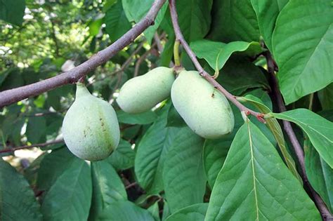 What is a pawpaw and pawpaw tree? Cooking and Caring for Harriet Beecher Stowe Center's ...