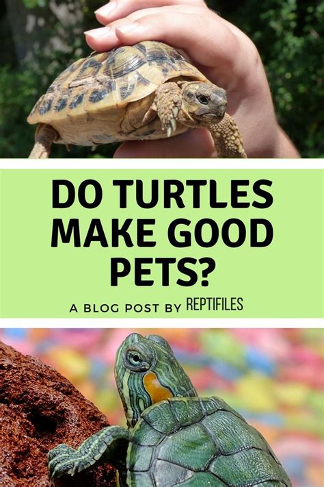 Like feeding them fish or shellfish (make sure they eat 15% of their body weight if it's an eurasian. Do Turtles Make Good Pets? | Turtle, Class pet, Pets