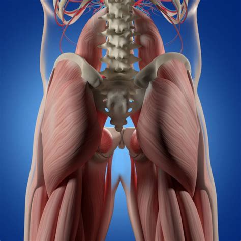 Don't expect to head to the gym and do every single one of these (the glutes may be strong, but they're not invincible). Women's Glutes Diagram - Vaginal Support Structures ...