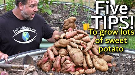 Amazingly, they're one of the easiest annual edibles to grow. 5 Tips How to Grow a Ton of Sweet Potato in One Container ...