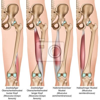 Check spelling or type a new query. Ischiocrurale muskulatur, hamstring muskeln vektor ...