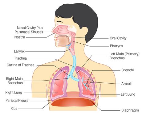 Organs are grouped together into organ systems. The Respiratory System | Human Anatomy Quiz - Quizizz