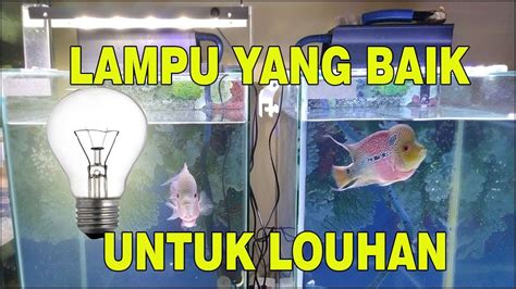 We did not find results for: Lampu Aquarium Dimatikan Saat Malam - LAMPURABI