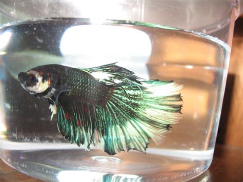 Some are bought healthy from petco and petsmart, some are saved from an unhealthy conditions. What should I name my two new boys? | Betta Fish Forum