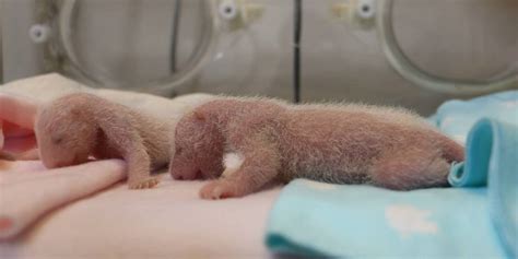 The snaps they shared on twitter show the pair sleeping, smiling and even. Toronto Zoo Panda Twins Get Cuter By The Day