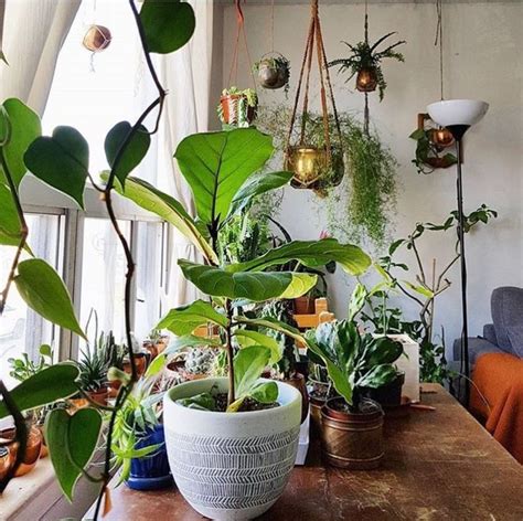 Commonly known as the fiddle leaf fig because its large leaves resemble a fiddle (or violin), the lyrata enjoys bright indirect light indoors. Pin by Jana on houseplants are the new cats | Fiddle leaf ...