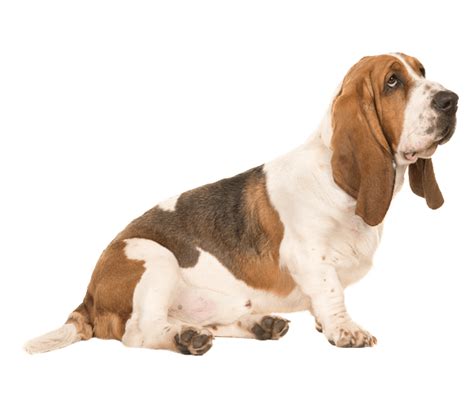 Looking for a young puppy!!! Amedelyofpotpourri: Basset Hound Breeders In Brazil