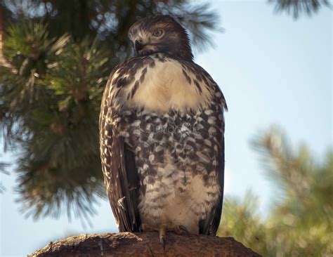Maybe you would like to learn more about one of these? Juvenile Red-Tailed Hawk - Wings and Feathers