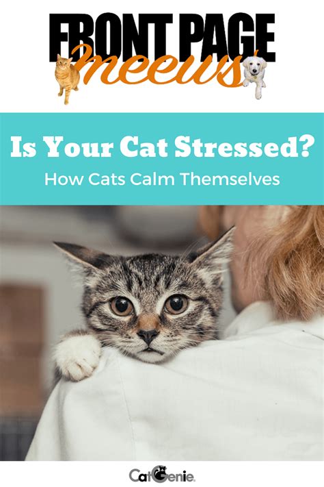 However, the appearance is the same. Do you know the signs that your cat is stressed? How about ...