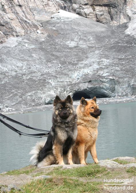 It is widely known as a wonderful companion that maintains its own personality. Eurasier, Wolf-Chow Foto 35627 - hundund.de