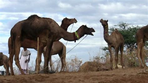 Camel (cigarette) by unknown from flipkart.com. Trip to Rajasthan India: The Pushkar Camel Fair - YouTube