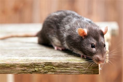 Truly nolen offers a free online estimate for its quarterly four seasons pest control how much does pest control service cost? Pest Control For Rats & Mice Gold Coast | Rodent Removal ...