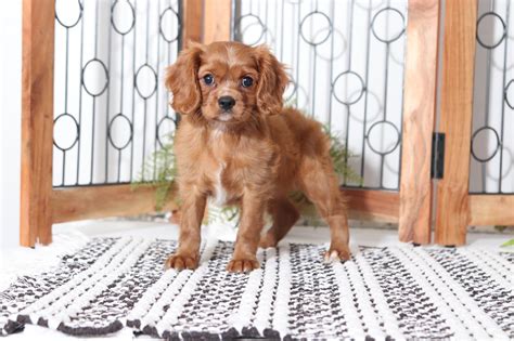 Have 3stunning cavapoo pups 3 boys (pics don't do them justice you will fall in love with them when you see them) can be seen with mum, dad is pra cleared these pup's are wormed. Ruby - Sweet Little (Red) Female Cavapoo Puppy - Florida ...