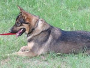 These playful, lovable german shepherd puppies grow into a powerful, intelligent, & protective dog breed. German Shepherd Puppies For Sale On Craigslist