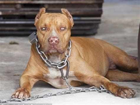 Chú chó cắn chủ và khách. Úc: Chó pit bull cắn khách, chủ lao vào cứu liền bị cắn chết