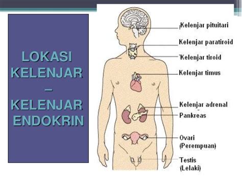 Kelenjar pituitari dan hipotalamus berhubungan erat baik secara struktural maupun fungsional. Sukar Hamil Kerana Hormon Prolaktin ??? | ElleCope's