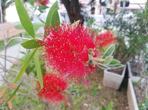 Tutti i fiori nomi come si chiama? Nomi Pianta Con Fiori Rossi - Dipladenia Cura Coltivazione ...