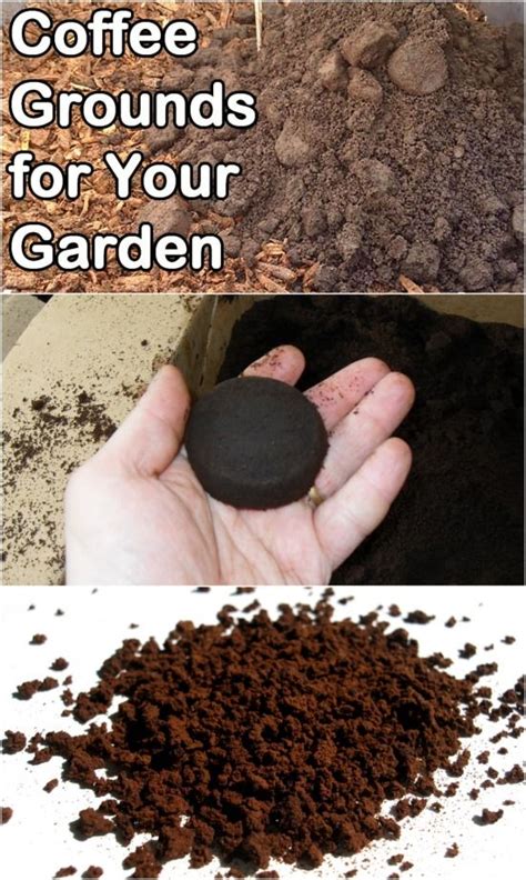 Other uses for used coffee grounds in gardens He Sprinkles Coffee Grounds on Plants … Why? This Will ...