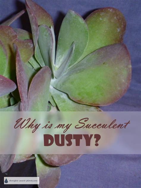 So why is my cactus shirking? Why Is My Succulent Dusty? What is that stuff ...