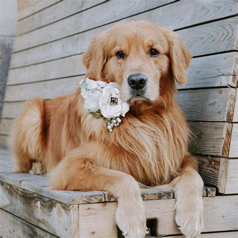 Find a golden retriever rescue near you. Miniature Golden Retriever Puppies For Sale Near Me ...