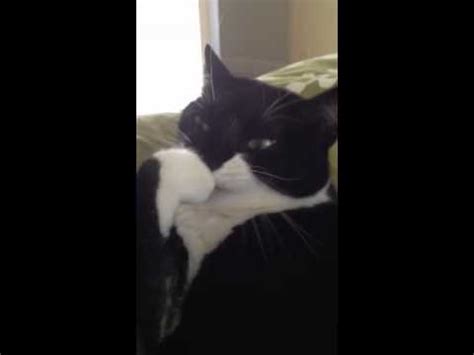 Clipping a cat's nails is no easy task. Cat biting her nails - YouTube