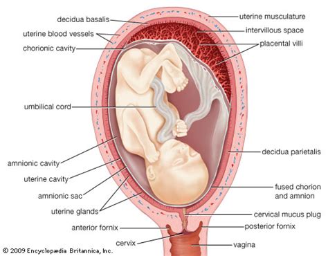 Check spelling or type a new query. The Uterus in pregnancy