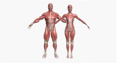 Muscle hands male power body muscles strong vector. Male and Female Muscle Anatomy Combo 3D | CGTrader