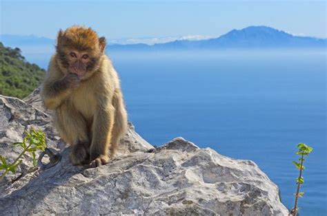 We did not find results for: Gibraltar fears coronavirus risks wiping out monkey ...