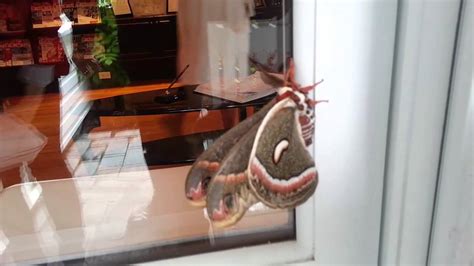 Download the complete official video now! Mothman caught on tape. - YouTube