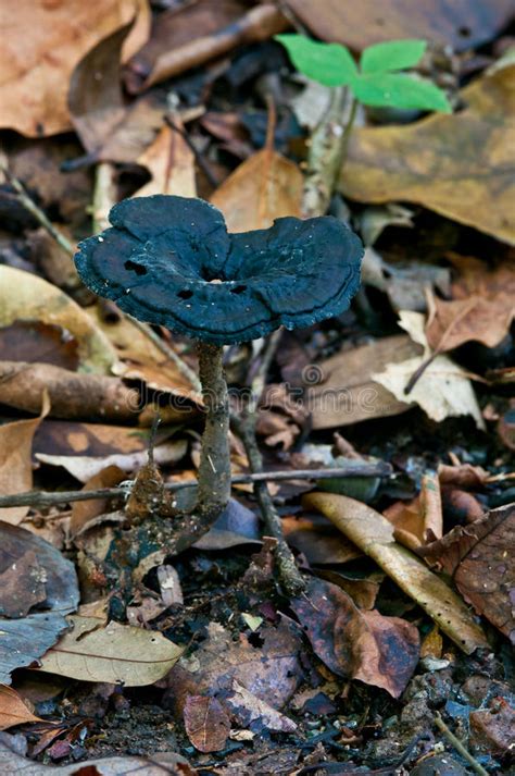 Heut zu tage ist es nicht mehr so schlimm aber wie werde ich die pilze los? Schwarzer Pilz im Wald stockfoto. Bild von pilz, wald ...