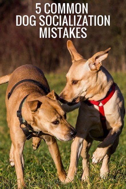 A private dog training facility in riverside california. 5 Socialization Mistakes That Could Screw up Your Dog ...