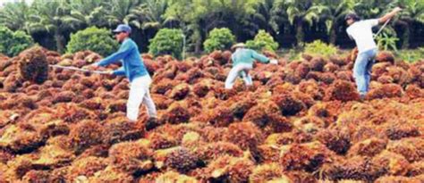 Surat pembaca · 24 juni 2021. Peneroka FELDA terjejas jika India boikot sawit | Surat ...