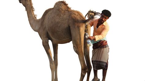 Drinking camel urine was and still causes controversy and division in saudi society, as the saudi center for medical research announced in 2009 that there is a tendency to start producing medical capsules containing camel urine for use in treating cancer and related diseases. Drinking Camel Urine in Yemen - VICE