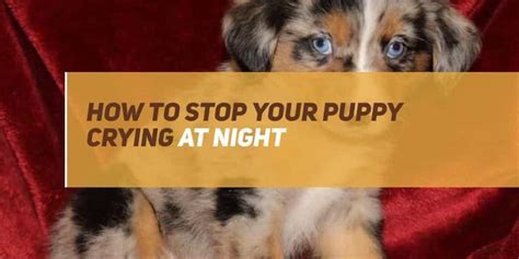 Otherwise your puppy could learn the wrong lesson that puppy crying will get him cuddles! How to Stop Your Puppy Crying at Night! What You Need to ...