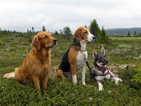 Is the hamiltonstövare a vulnerable breed? Hundarna · Moharens kennel