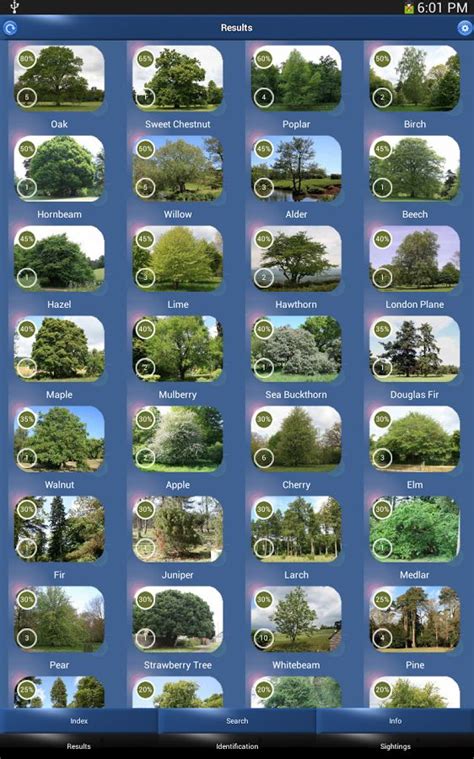 Uk winter twigs id sheet. Tree Id - British Trees- screenshot | Identifying house ...