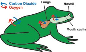 The human respiratory system consists mainly of a pair of lungs, trachea, bronchi, and alveoli. كيف يتنفس الضفدع؟ | ثقافة أونلاين