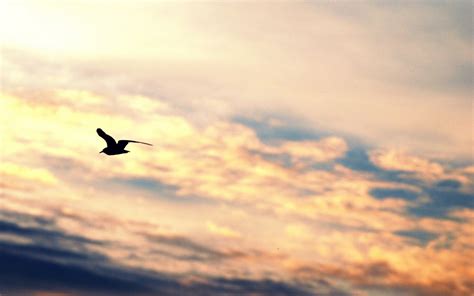 Paper scupt white goose bird on blue sky freedom. Bird Flying Freedom wallpaper | 1680x1050 | #11711