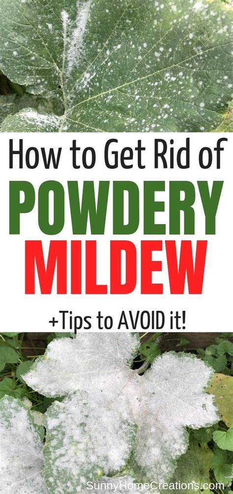 So, what can you do if you find powdery mildew on your medicinal crops? How to Prevent and Control Powdery Mildew on Plants ...