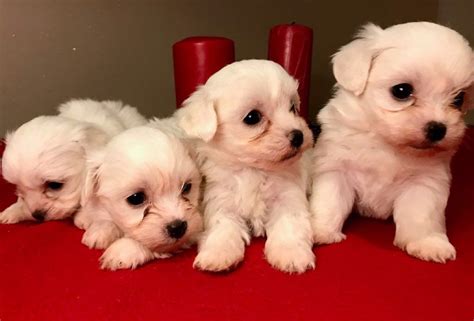 These labrador puppies will have superb temperaments. Maltese Puppies For Sale | Colorado Springs, CO #278507