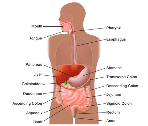 What organ is in the left lower quadrant? Digestive and Liver Disorders Overview